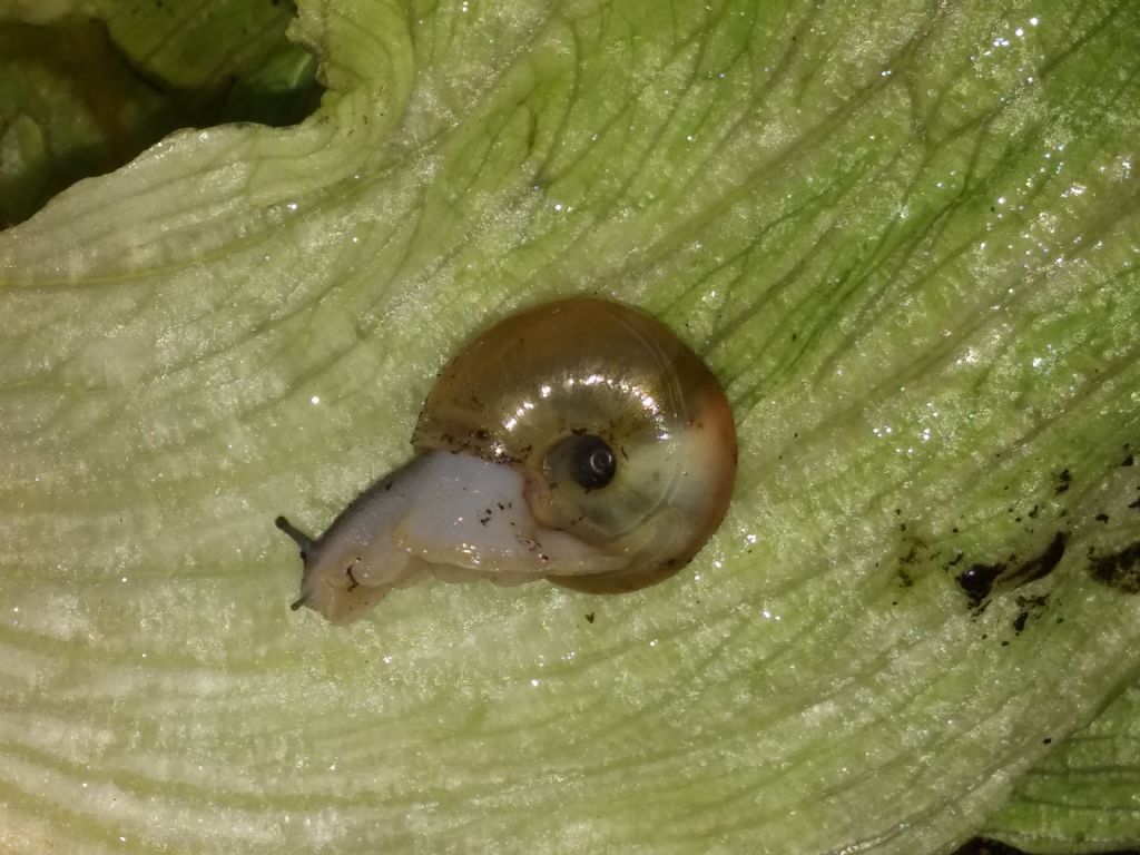 Un po di chiocciole da comfermare pollino